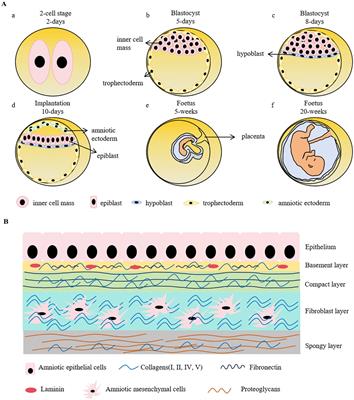 Reinvesting the cellular properties of human amniotic epithelial cells and their therapeutic innovations